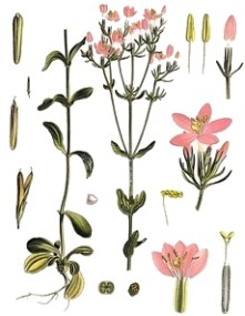 Centaurium_umbellatum_