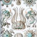 425px-Haeckel_Narcomedusae